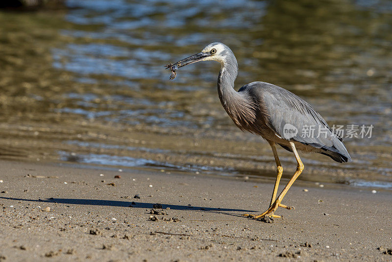 蓝鹭(Ardea herodias)